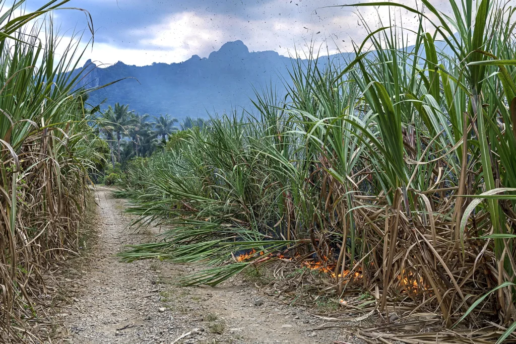 Fiji Sugar Cane Refinery industry Valves