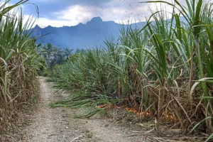 Fiji Sugar Cane Refinery industry Valves
